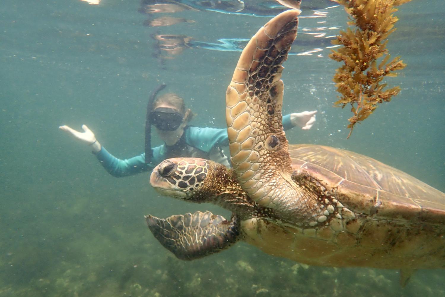 一名<a href='http://myaccount.wasfahokhaltah.com'>全球十大赌钱排行app</a>学生在Galápagos群岛游学途中与一只巨龟游泳.